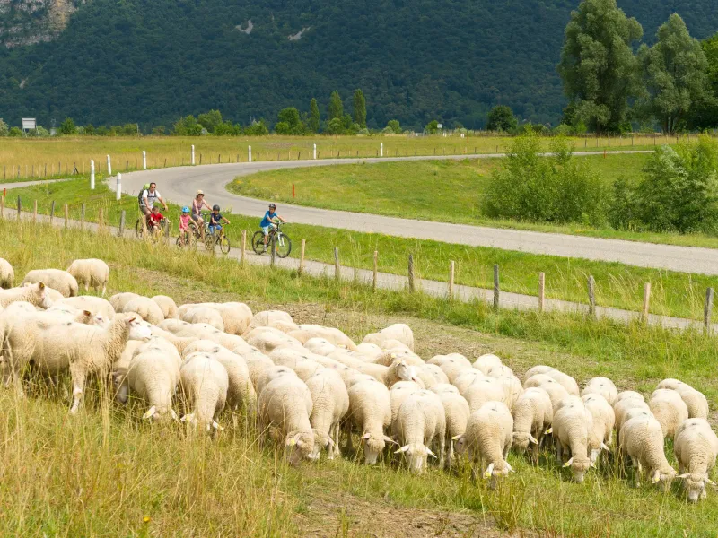 Troupeau de moutons le long de la ViaRhôna