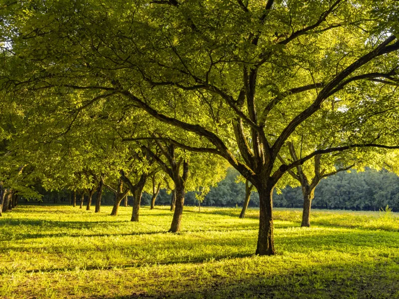 Noyeraies du Vercors