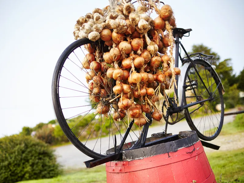 Culture d'oignons à Roscoff 