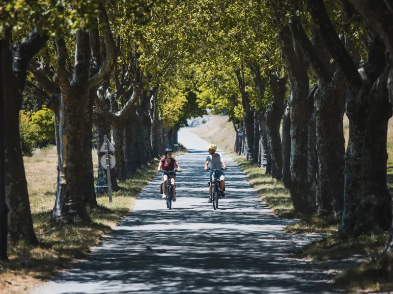 Ongles allée de platanes