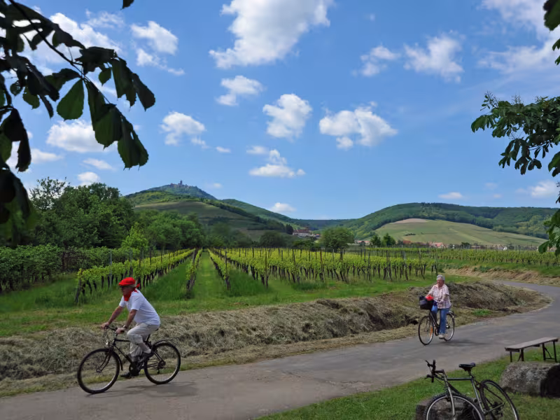 Vignes près d'Orschwiller - Véloroute du vignoble / EuroVelo 5