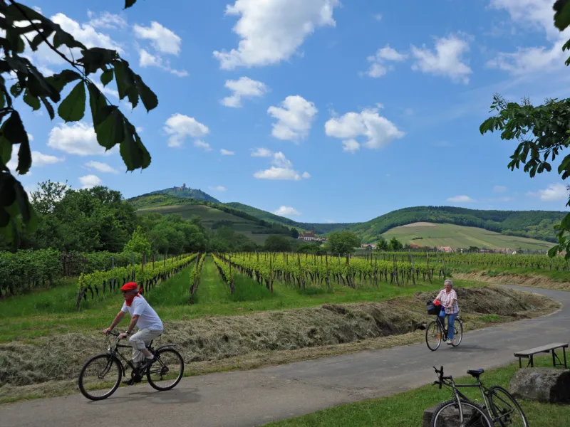 Vignes près d'Orschwiller - Véloroute du vignoble / EuroVelo 5