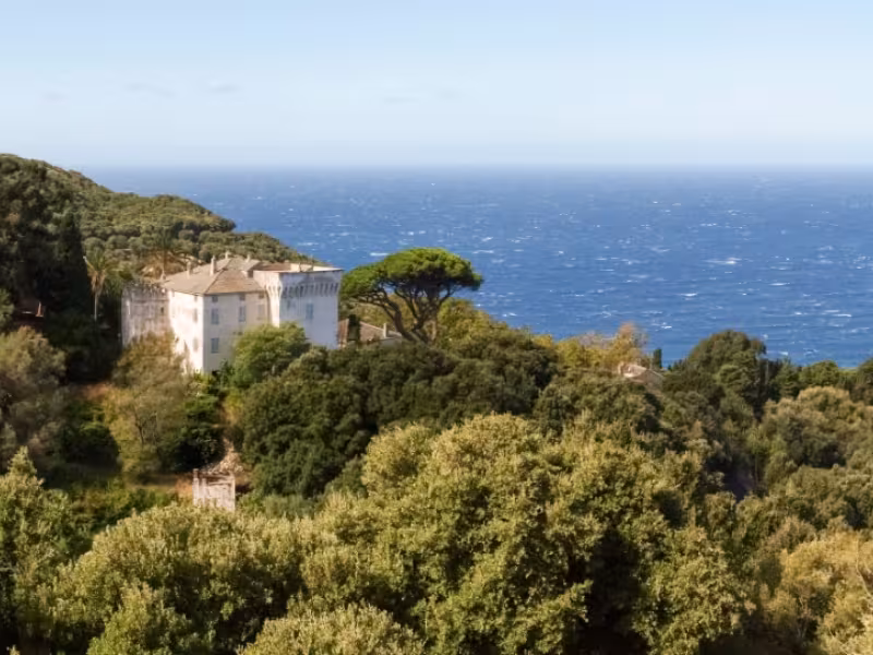 Pino cap corse