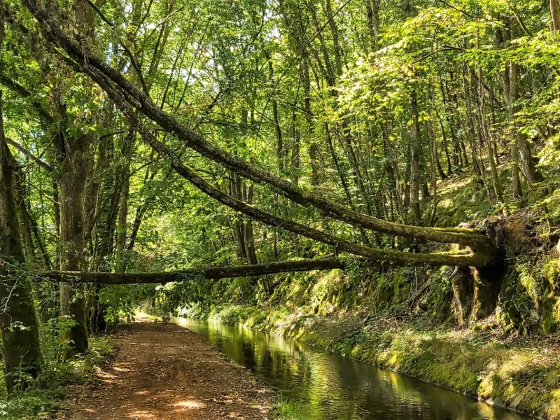 Arbres penchés sur la rigole d'Yonne
