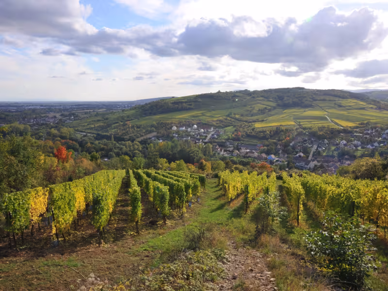 Vignobles à Soultz-les-Bains