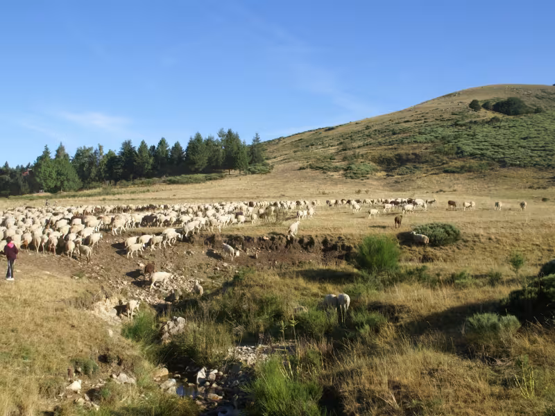 Transhumance dans le Gard