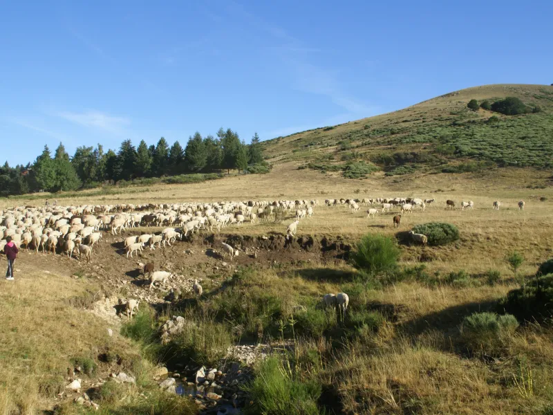 Transhumance dans le Gard