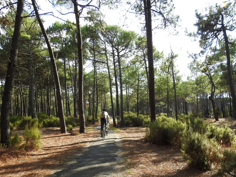 Vélo dans la Forêt des Landes autour de Lacanau