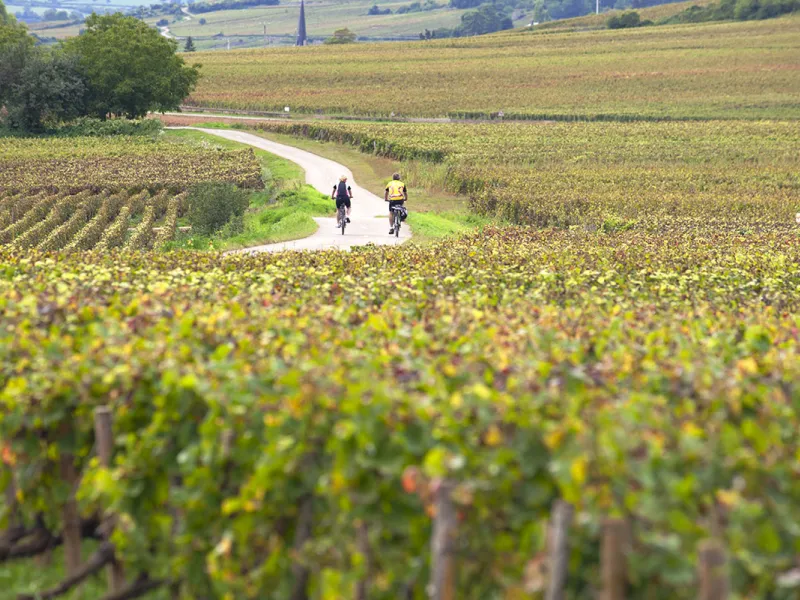 Véloroute de la voie des vignes vers Santenay