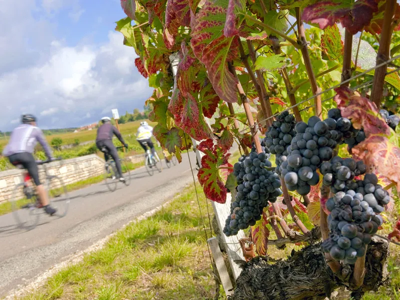La voie des vignes : itinéraire cyclable à travers les vignes