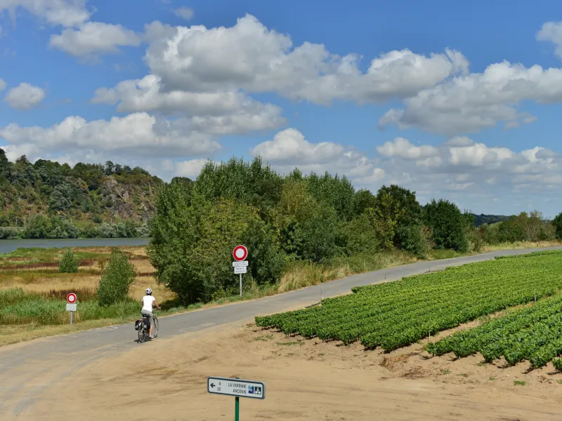 Les vignes de la Chapelle-Basse-Mer