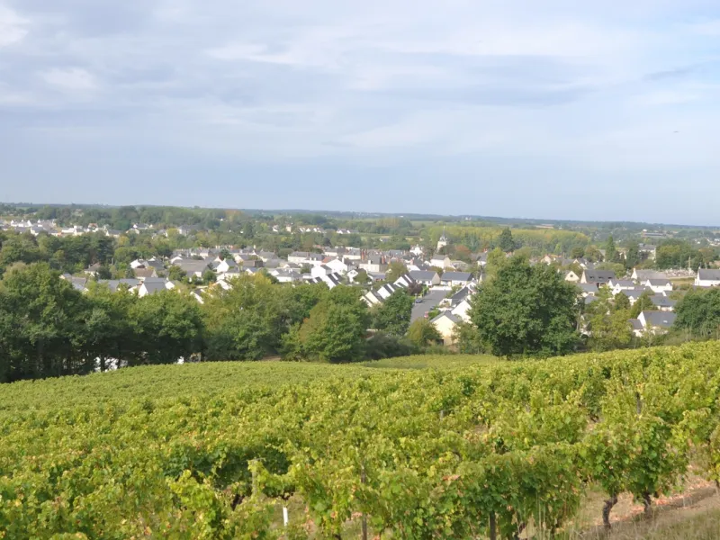 Les vignobles de l'Aubance à vélo
