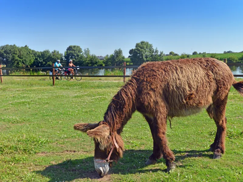Rencontre avec un âne sur la voie verte près de Grez-Neuville