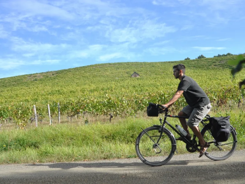 Voyageur à vélo dans les vignobles sur l'itinéraire Layon - Aubance