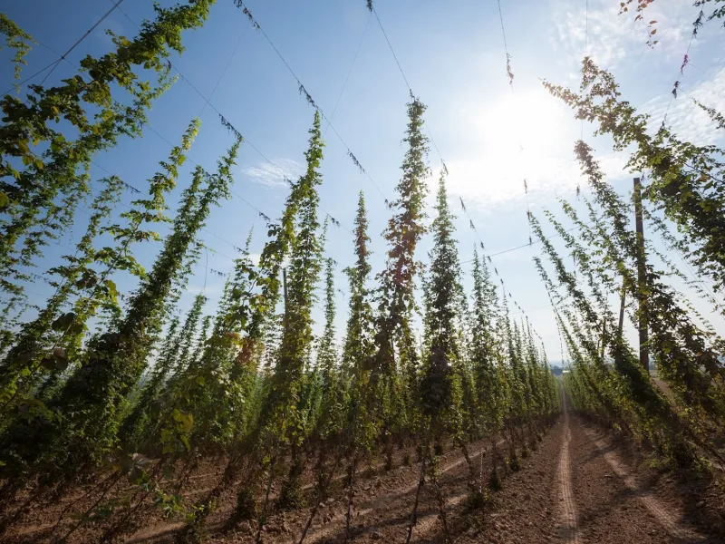 Houblon à Wingersheim