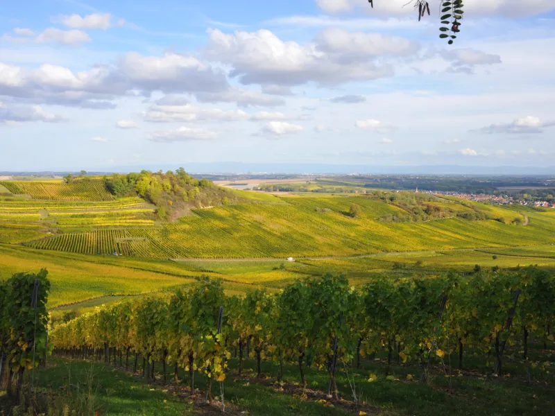 Vignobles de Wolxheim