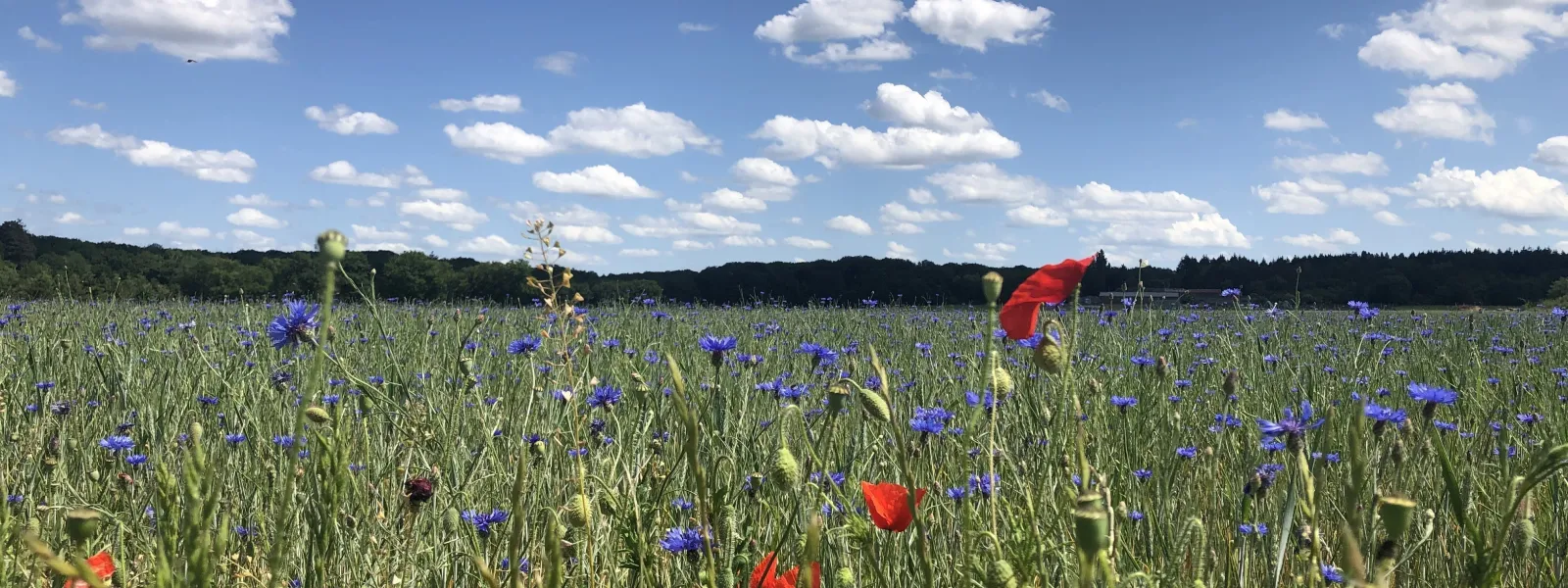 Champ fleuri en Beauce