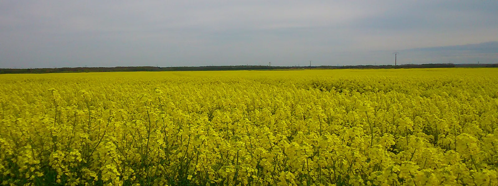 Champ de Colza dans la Beauce ligérienne
