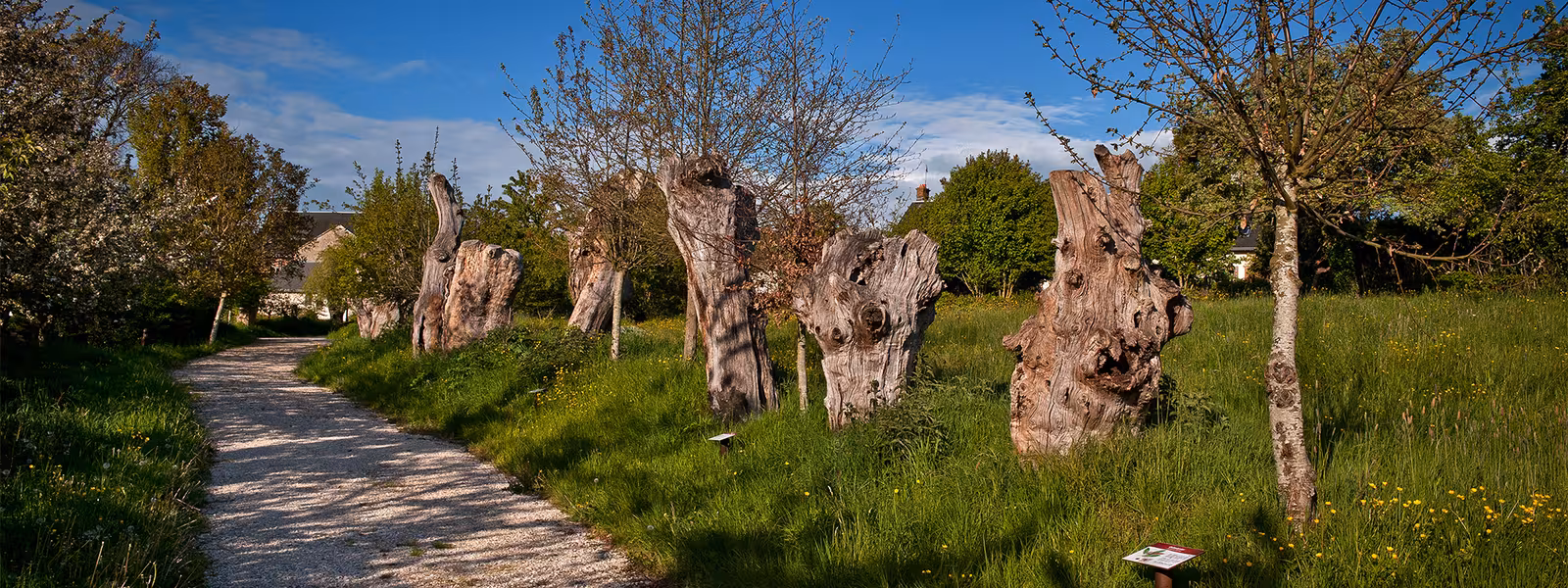 Chemin des Trognes à Boursay