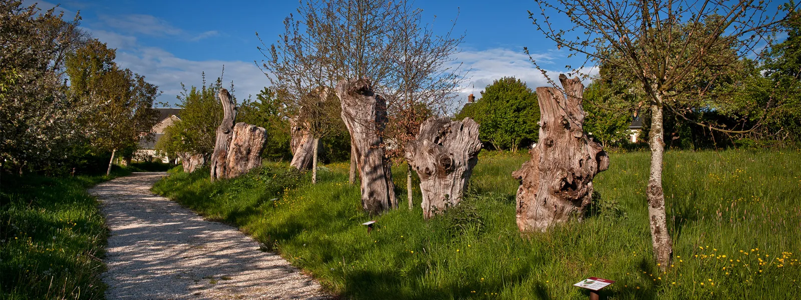 Chemin des Trognes à Boursay
