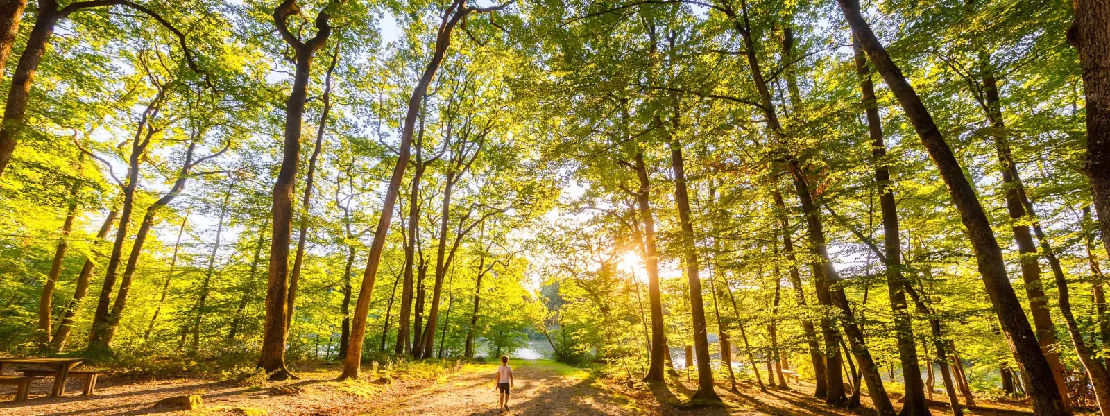 Balade dans la forêt de Loches