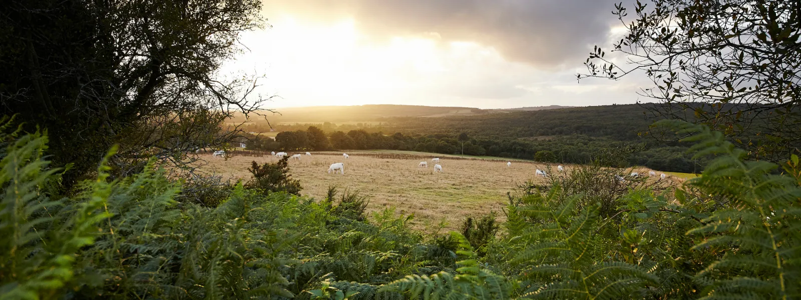 Les montagnes noires de Gourin