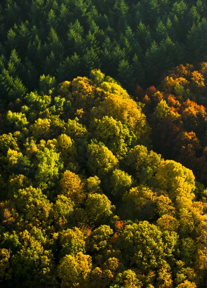 Forêt du Morvan en Automne