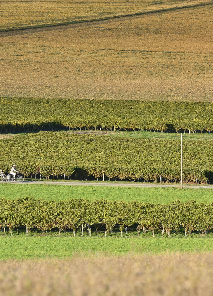 A vélos dans les vignes - Fort-de-Gironde