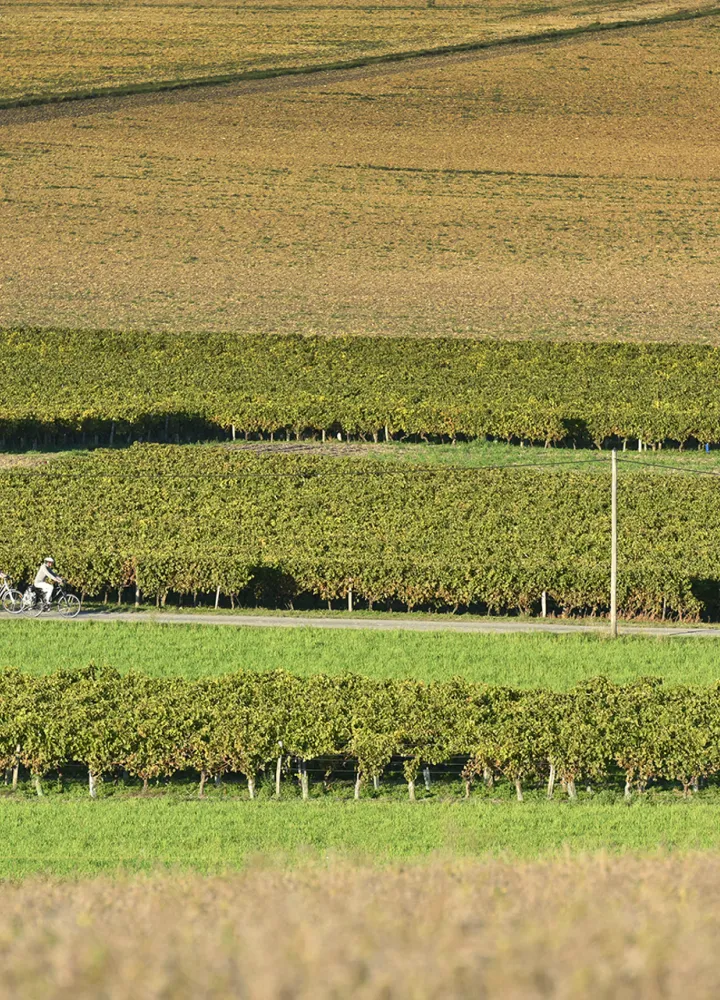 A vélos dans les vignes - Fort-de-Gironde