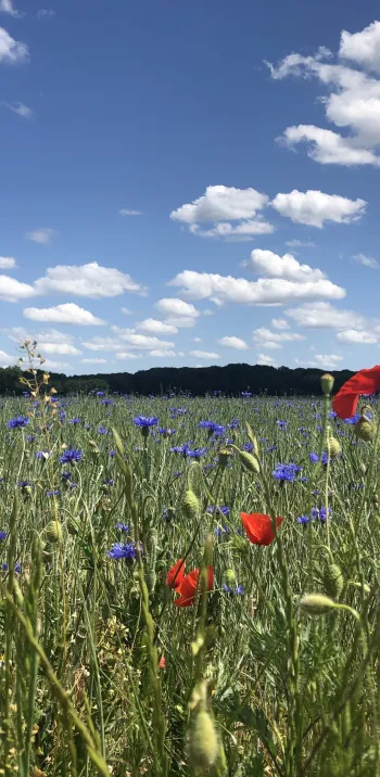 Champ fleuri en Beauce