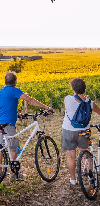 À vélo dans les vignes de Bourgueil