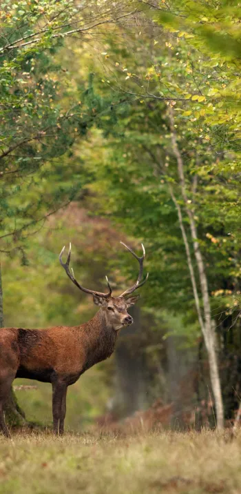 Cerf en forêt de Chambord