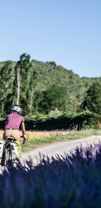 Champs de lavande sur La Méditerranée à vélo