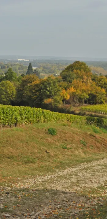 Chemin cyclable le long des vignes vers Saint-Satur
