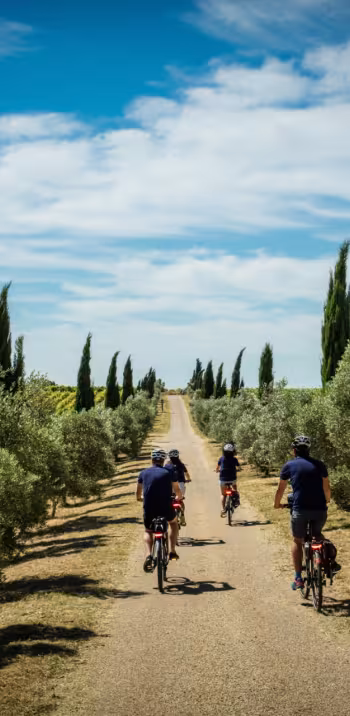 Cyclistes en Provence