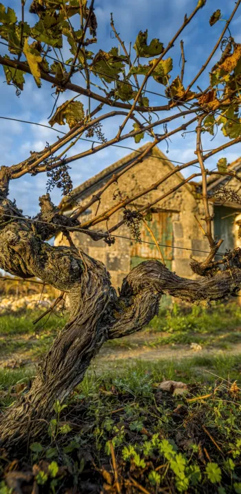 Loge de vigne en automne