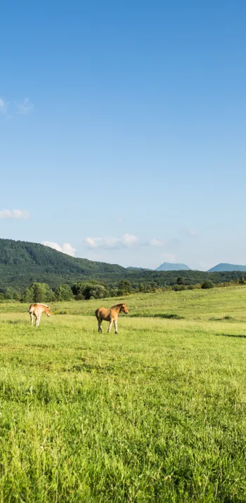 puy-de-dome-chevaux.jpg