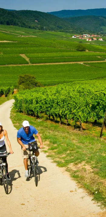 Au travers des vignes à vélo - EuroVelo 5