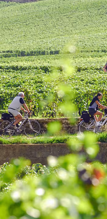 Voie des vignes à vélo en Bourgogne 