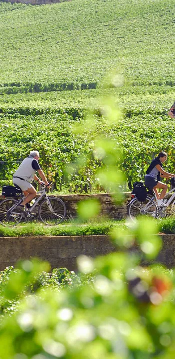 Voie des vignes à vélo en Bourgogne 