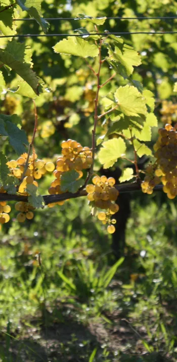 Vignes du Domaine du Clos Roussely