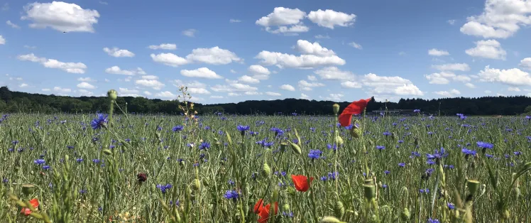 Champ fleuri en Beauce