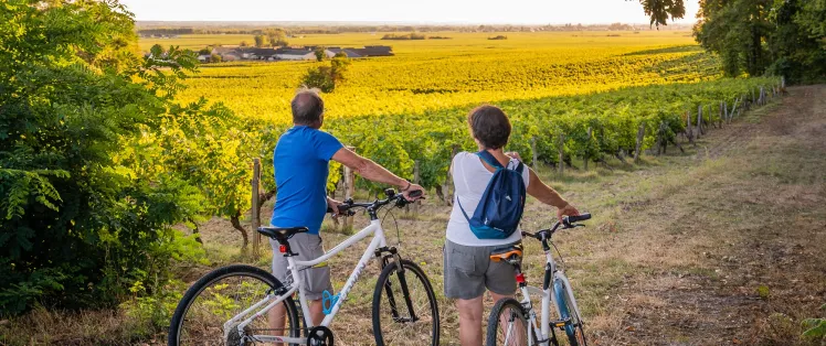 À vélo dans les vignes de Bourgueil