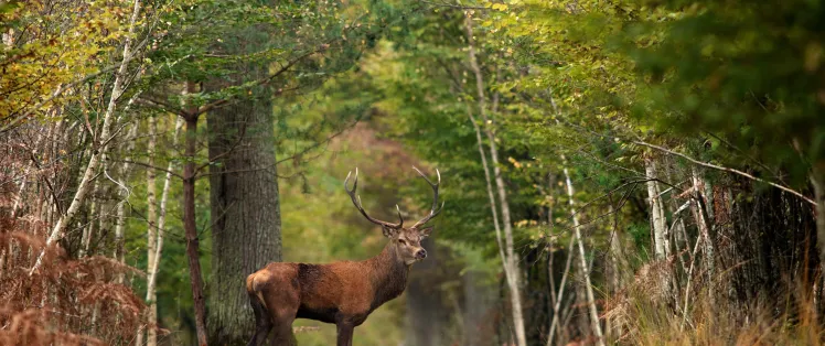Cerf en forêt de Chambord