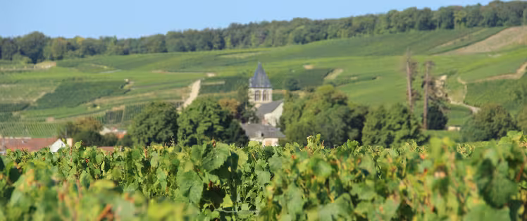La Champagne à vélo avec La Bicyclette Verte