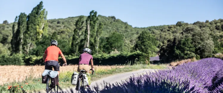 Champs de lavande sur La Méditerranée à vélo