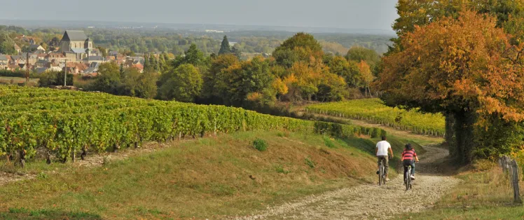 Chemin cyclable le long des vignes vers Saint-Satur