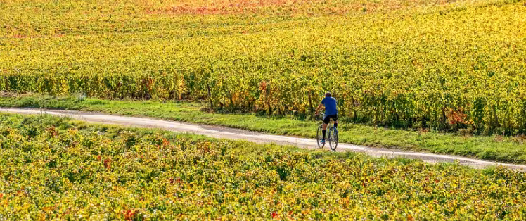 De Dijon à Mâcon à vélo avec Safrantours