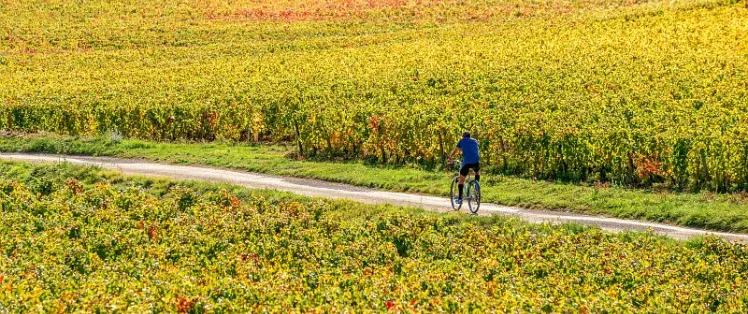 De Dijon à Mâcon à vélo avec Safrantours