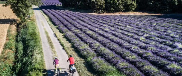 Au fil des champs de lavande à vélo